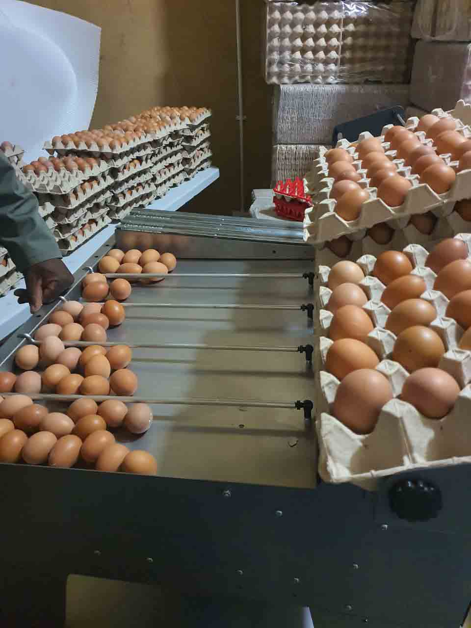 Mukay chicken Eggs