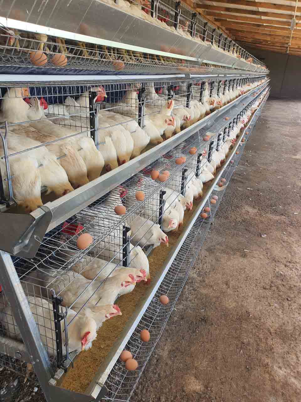 chickens